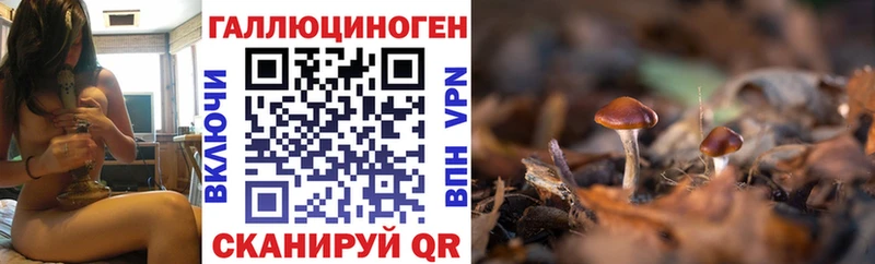 mega зеркало  купить наркоту  Сланцы  Галлюциногенные грибы Psilocybe 